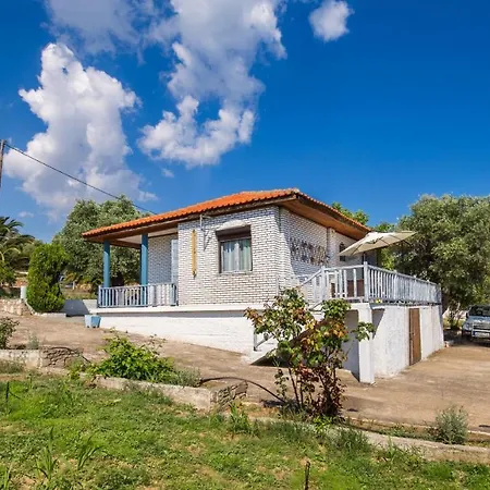 Olive Αστρίδα